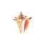 Sea Shell In White V Print by Sofia Fox-26931669-26931674