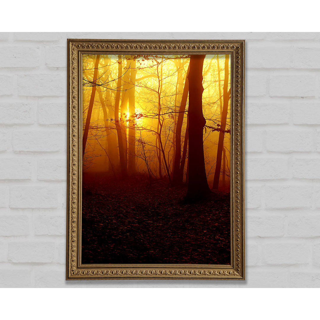 Golden Forest At First Light - Einzelner Bilderrahmen Kunstdrucke