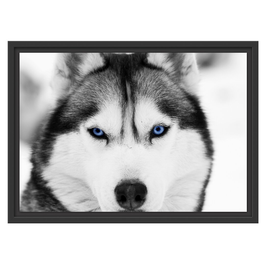 Gerahmtes Wandbild Husky mit blauen Augen