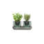 Roots Handmade Glass Planter