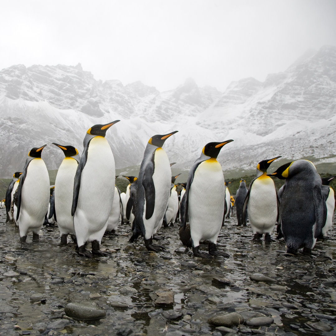 Königspinguine - Kunstdruck auf Leinwand