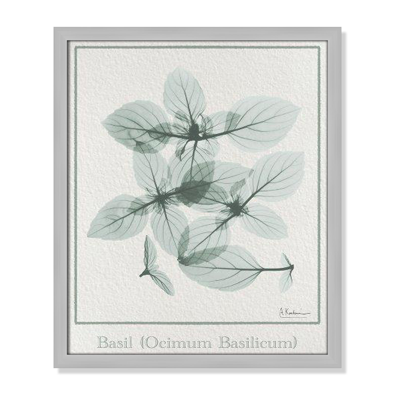 Basil Ocimum Basicicum Framed On Paper by Albert Koetsier Print, Matte Silver Framed Paper, 19" H x 16" W x 1.25" D