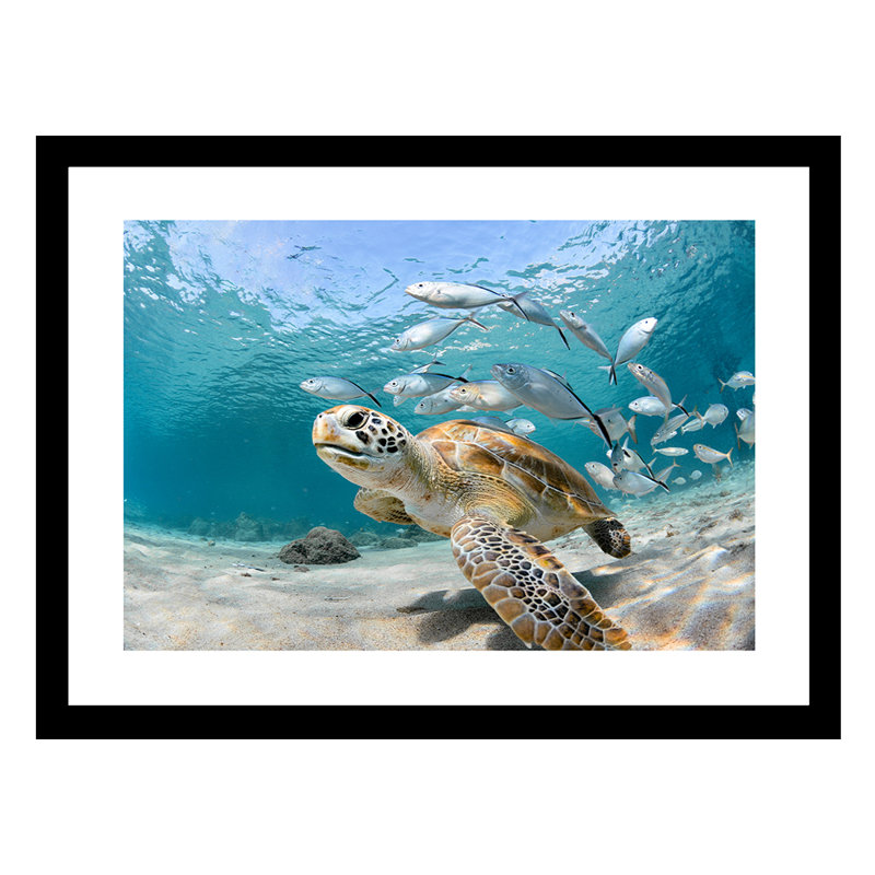 Turtle Beauty - photographie avec cadre
