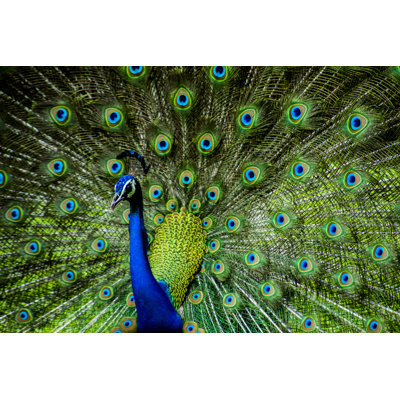 Indian Male Peacock - Wrapped Canvas Print