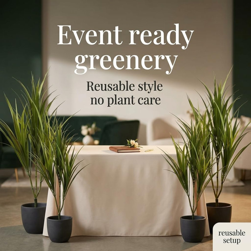 29 po Dracaena Marginata - paquet de 4