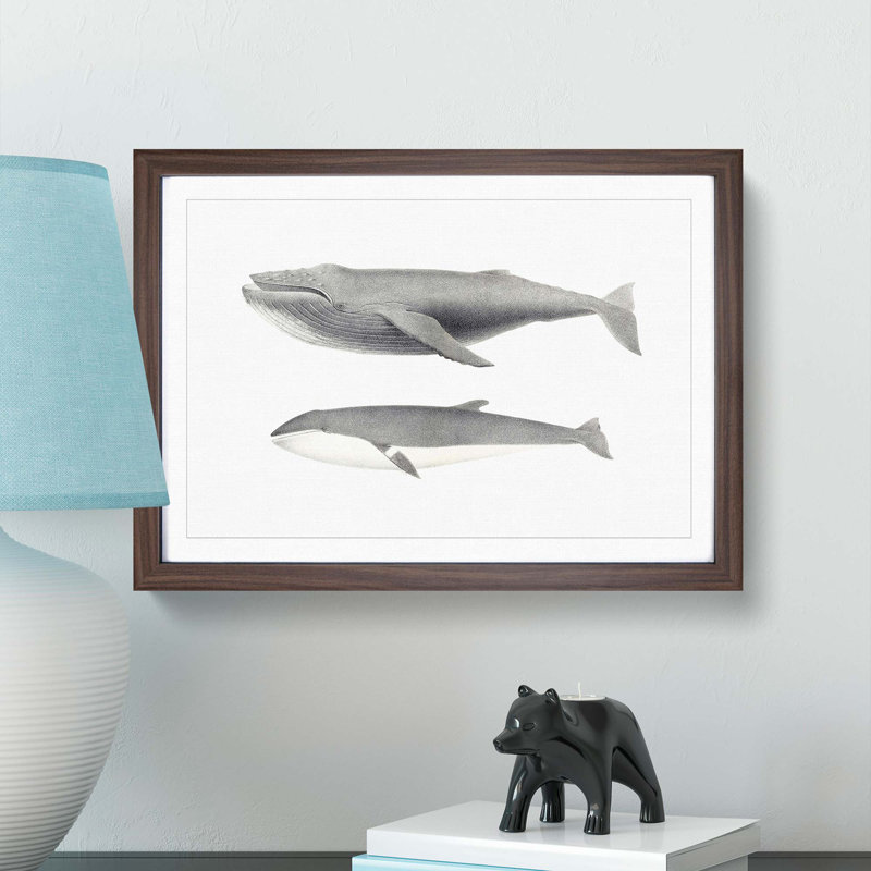 Humpback & Minke Whale by C.M. Scammon - Picture Frame Graphic Art Print, 27cm H x 36cm W x 2cm D, Walnut Framed