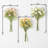 Mcpeak Ranunculus Arrangement