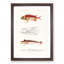 Fish Illustrations PL. 2 by Charles d' Orbigny - Picture Frame Graphic Art Print-55609239-55609243