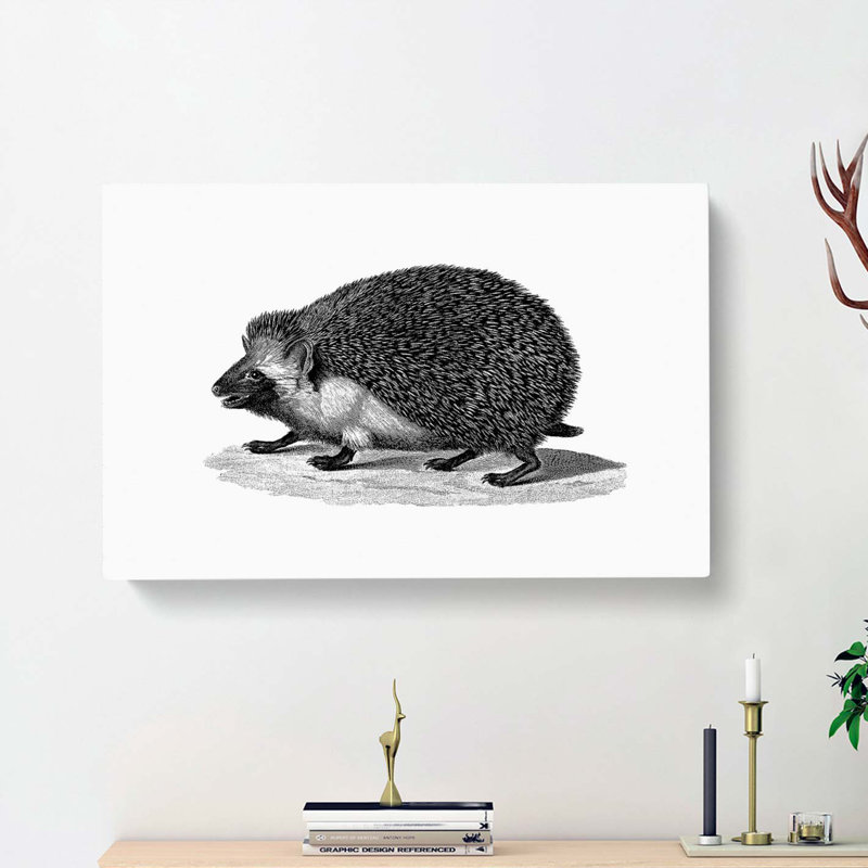Hedgehog Illustration - Wrapped Canvas Print, 35cm H x 50cm W x 3cm D