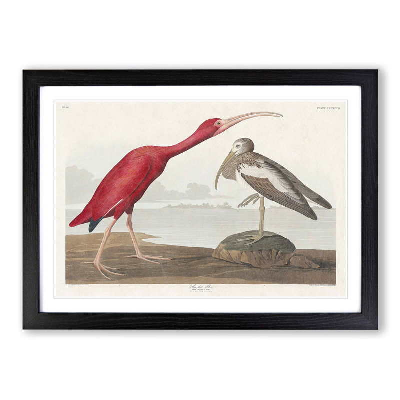 Scarlet Ibis Bird by John Audubon - Picture Frame Painting Print, 27cm H x 36cm W x 2cm D, Black Framed