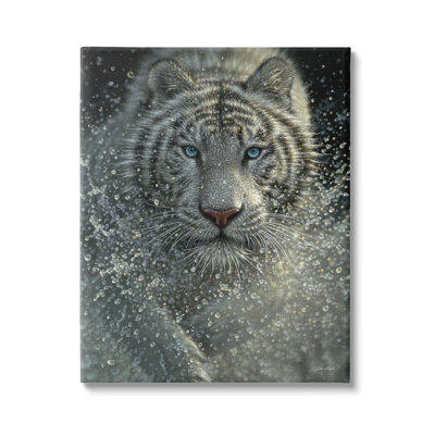 Portrait d'un tigre du Bengale blanc féroce faisant éclabousser l'eau par Collin Bogle - photographie