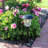 Low Voltage Battery Powered Integrated LED Pathway Light Pack