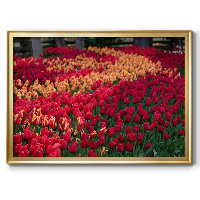 Field of Tulips II, reproduction d'art sur toile, H 26 po x l 38 po x P 1,5 po, Or