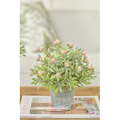 Delicate Fruit In Pot