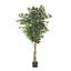 Ficus artificiel de 180 cm (71 po) - feuillage brillant pré-empoté, tronc torsadé