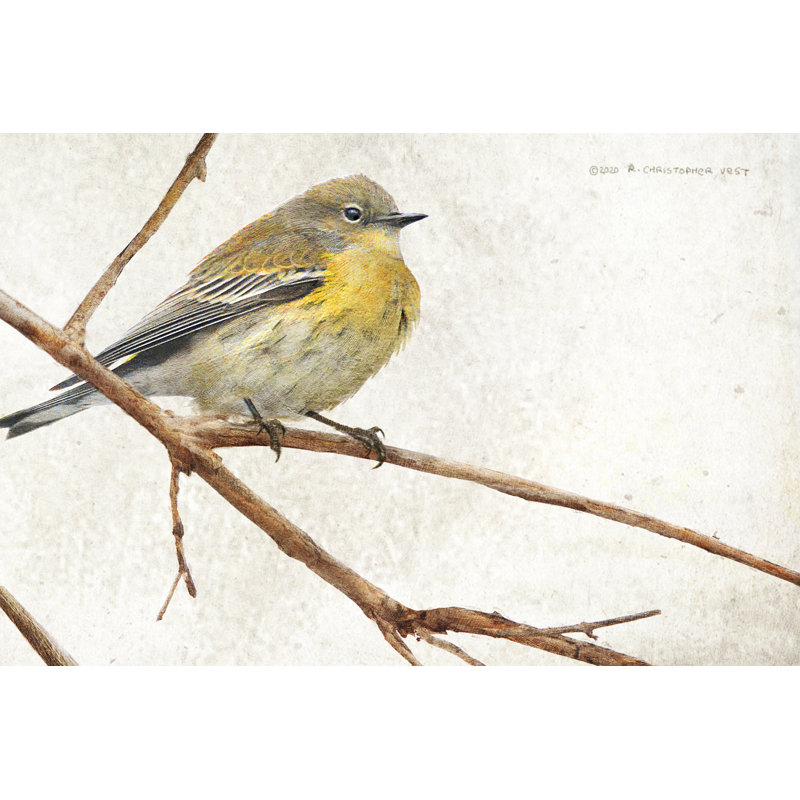 On the Branch III by Chris Vest - Painting Print, Wrapped Canvas, 81 cm H x 122 cm W