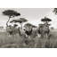 Brothers, Lions, Masai Mara, Kenya - Wrapped Canvas Print-1215537960