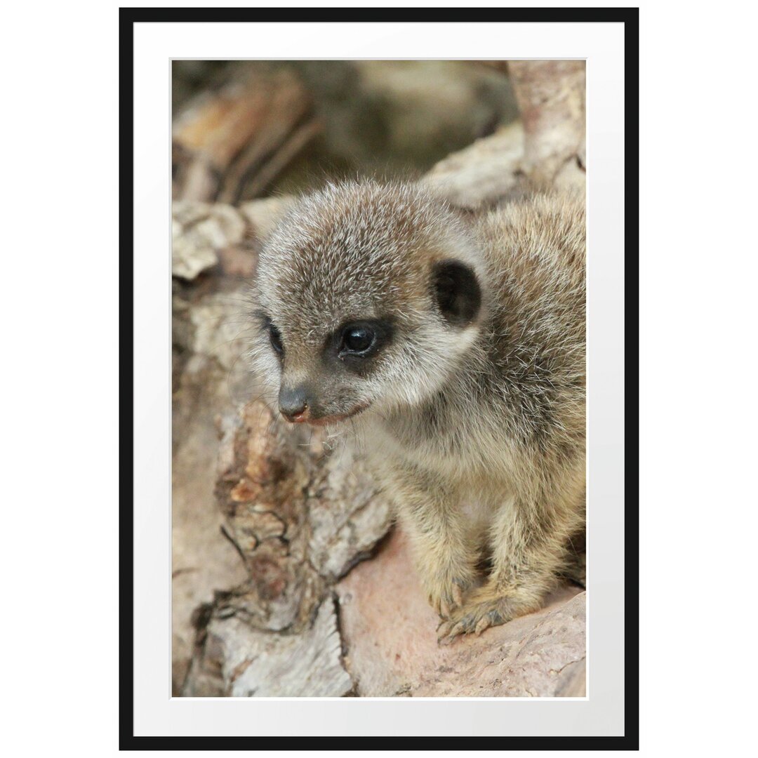 Gerahmtes Poster Junges Erdmännchen auf Baum