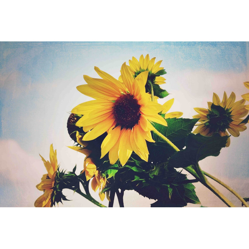 Sunflower 1 Piece Wrapped Canvas Wall Art, 101cm H x 152cm W