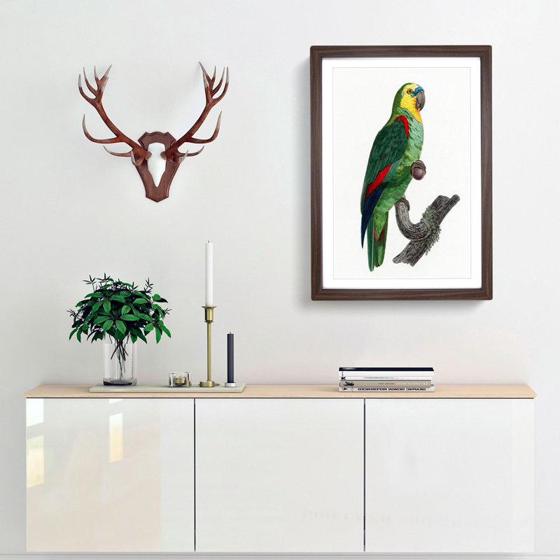 A Turquoise-Fronted Parrot by F. Levaillant - Framed Print, Walnut Framed, 45cm H x 33cm W x 2cm D