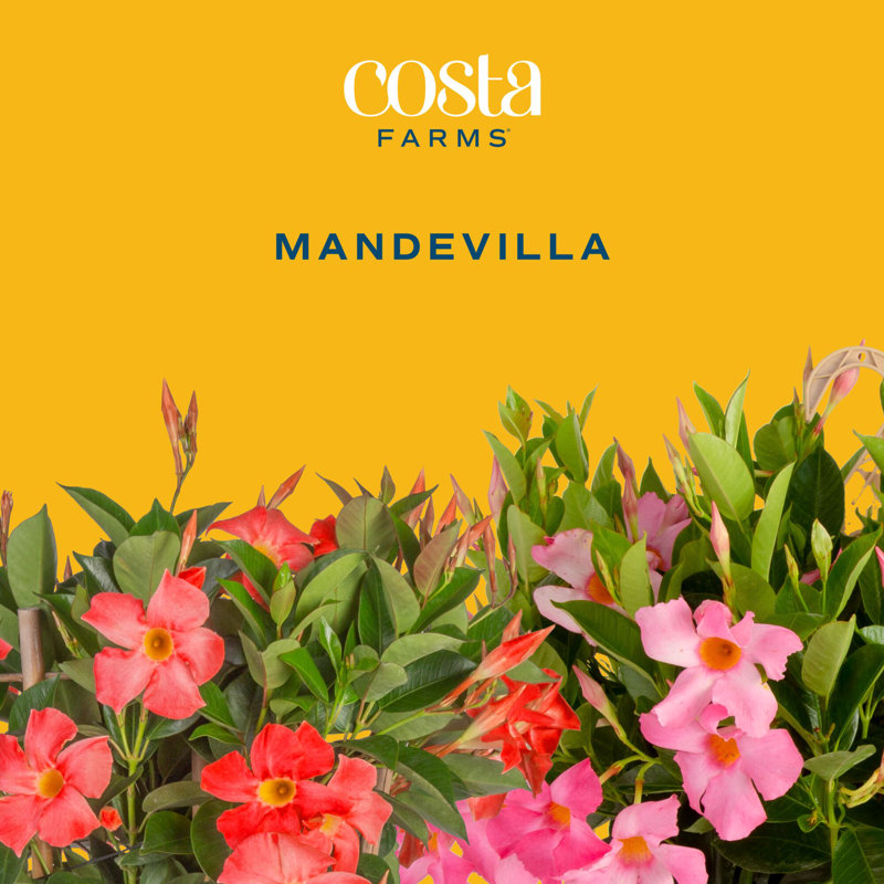 Costa Farms Indoor Mandevilla Grower's Choice House Plant in 10-inch Nursery Pot