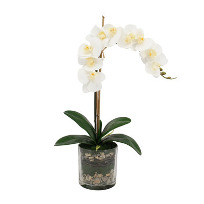 Arrangement d'orchidées Kora Phalaenopsis dans un vase