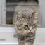 Litter Box Enclosure-758579950