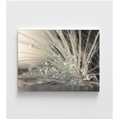 Water Droplets on Dandelion – Macro Nature Photography Print