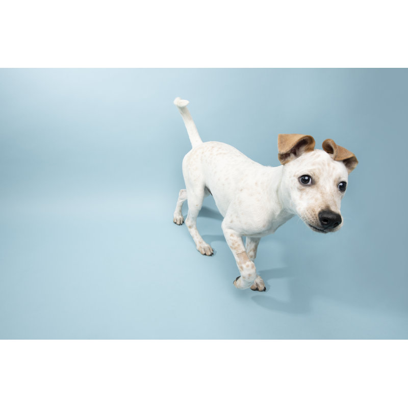 Animal de secours - chiot de mélange de bovins par Amandafoundation.Org, H 12 po x l 18 po