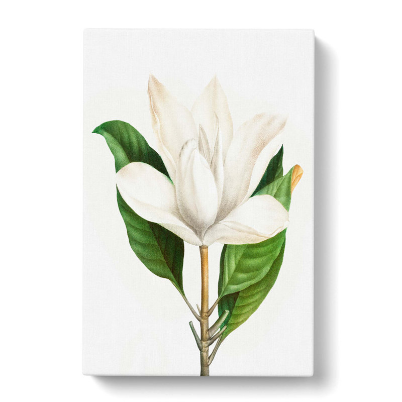 White Southern Magnolia Flower by Pierre-Joseph Redoute - Wrapped Canvas Painting, 60cm H x 40cm W x 3cm D