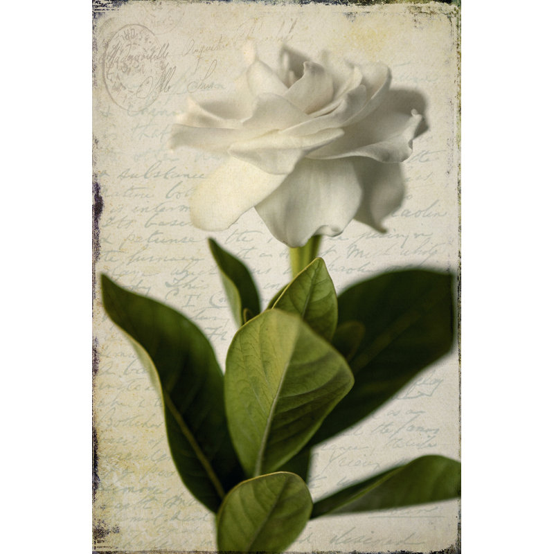 Gardenia Grunge I 1 Piece Wrapped Canvas Wall Art, 122cm H x 81cm W x 3.8cm D