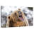 Roaring Grizzly Bear-107502744