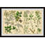 Selinum Carvifolia - Single Picture Frame Painting-1546114691