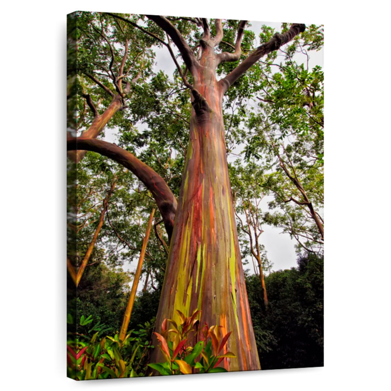 Eucalyptus Harnek dans la forêt de Maui, H 51 po x l 34 po