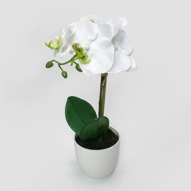 Centres de table orchidées phalaenopsis en pot, Blanc/vert, H 13 po x l 7,5 po x P 5 po