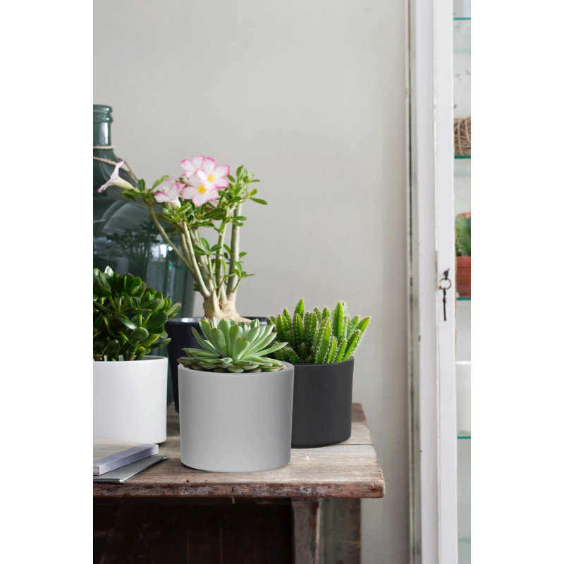 Carlis Ceramic Pot Planter