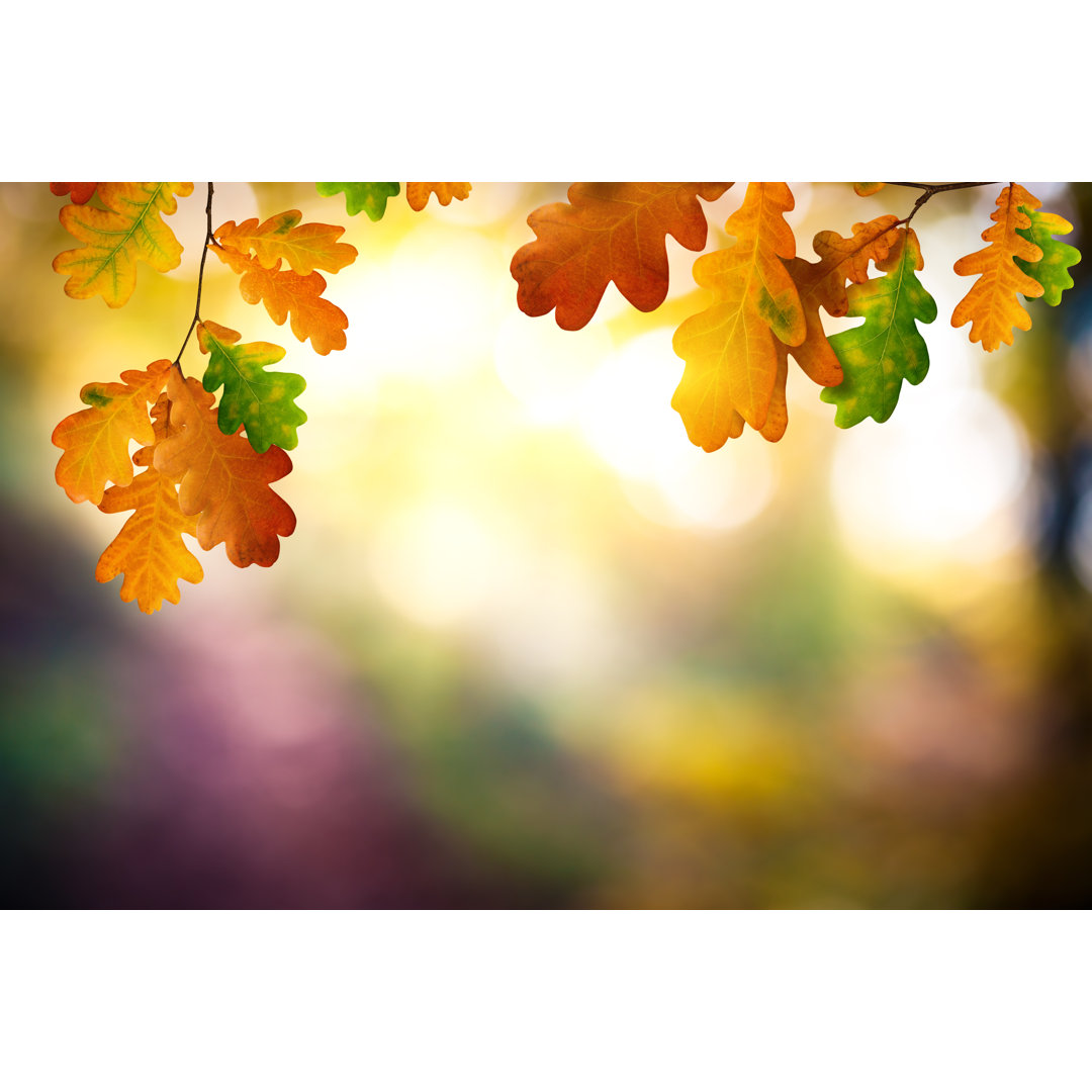 Autumn Foliage von Borchee - Kunstdrucke auf Leinwand ohne Rahmen