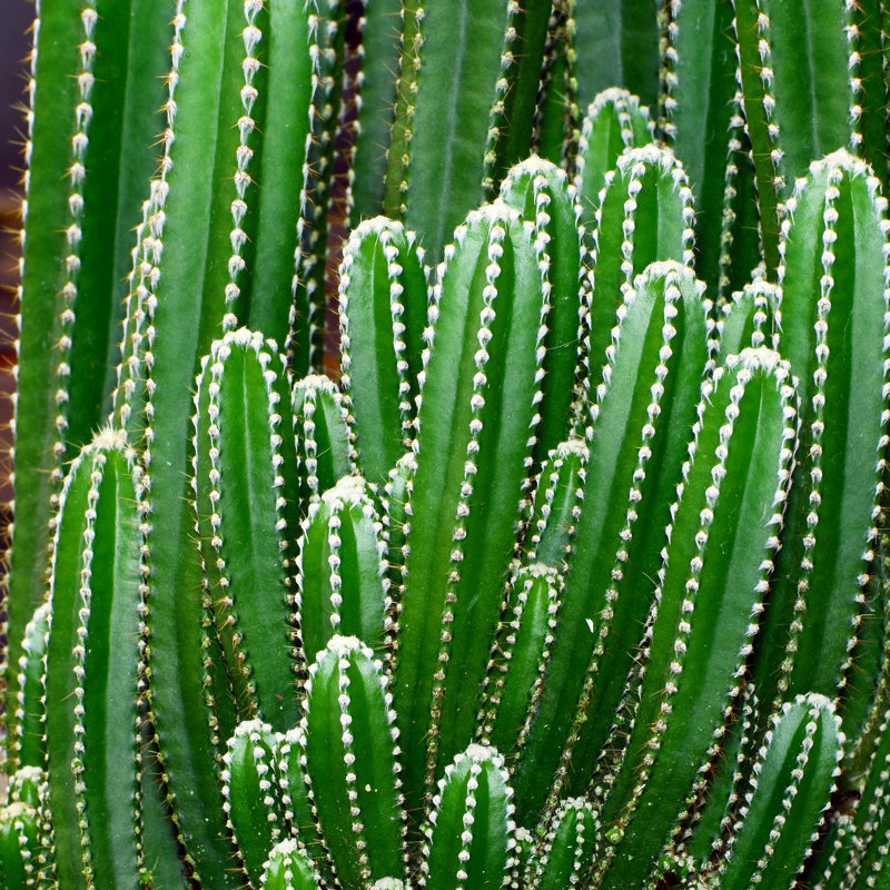Groups Of Cactus by Areeya_ann - Wrapped Canvas Print, 30cm H x 30cm W
