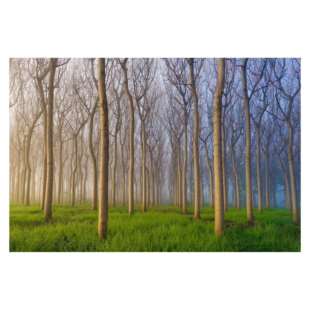 Matt Fototapete Morgen im Wald 1,9 m x 288 cm