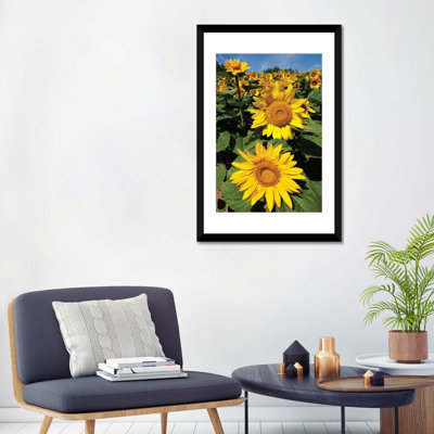 « common tournesol field », reproduction de photo sur toile