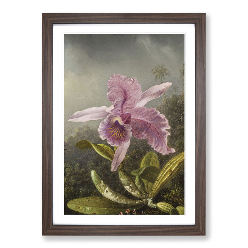 Pink Orchids by Martin Johnson Heade - Framed Print, 48cm H x 36cm W x 2cm D, Walnut Framed