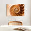Coque Aletra Nautilus à l'intérieur-107680920