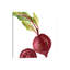 Beet by Asia Jensen - Wrapped Canvas Painting-1506709748