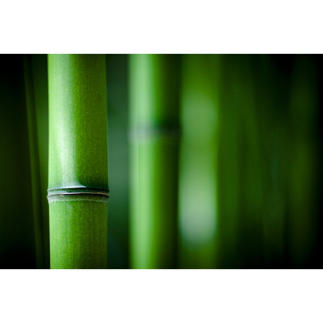 Green Bamboo by Beboy_Ltd - Wrapped Canvas Photograph