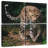 Brampt Wild Persian Leopard
