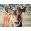 Mignonne vache jersey - Toile avec fleurs et animaux pour la maison