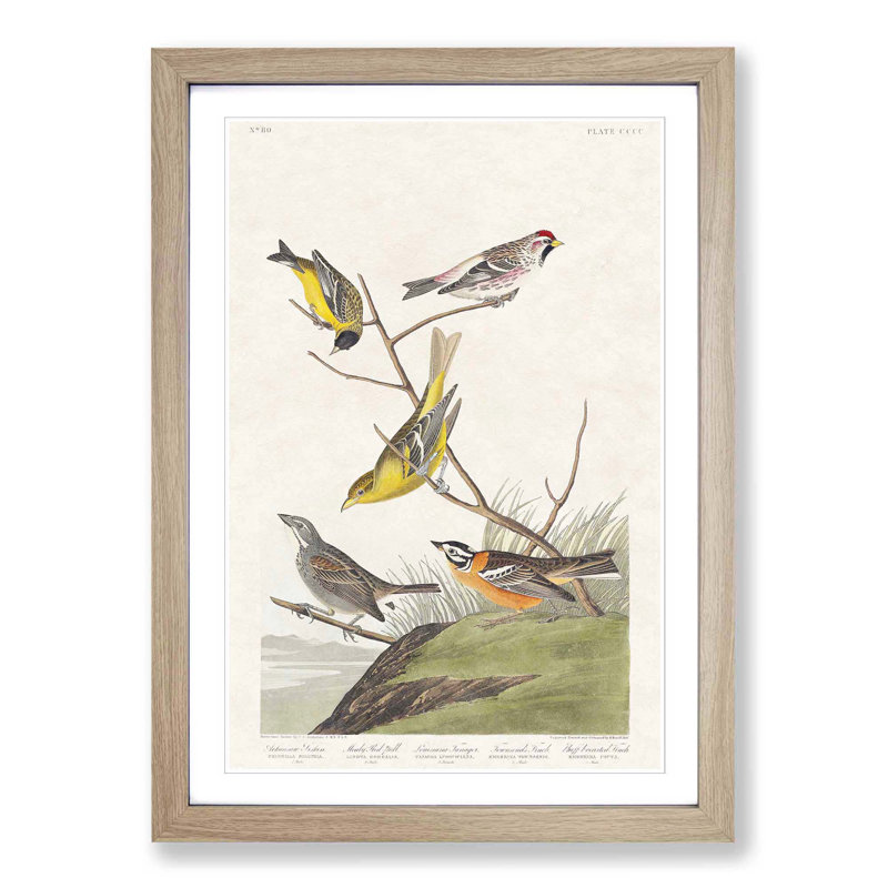 Assortment of Birds by John Audubon - 1 Piece Single Picture Frame Painting, 45cm H x 33cm W x 2cm D, Oak