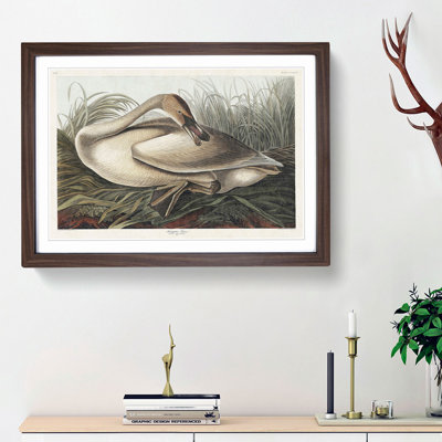 A Trumpeter Swan by John Audubon - Framed Print