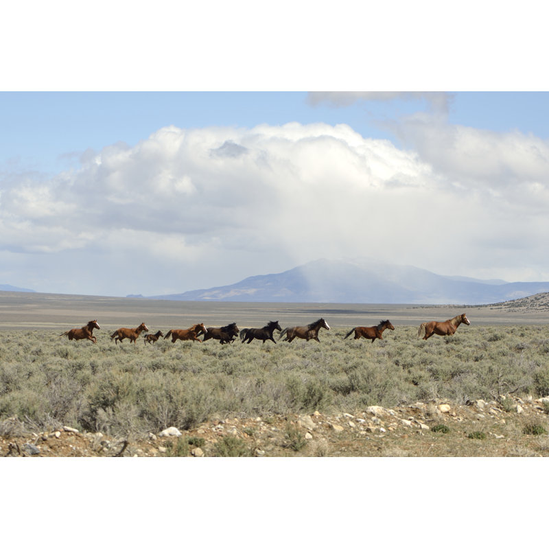 Chevaux sauvages - Photographie sur toile tendue, L 12 po x H 8 po
