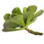 Ensemble de 12 plantes succulentes artificielles Echeveria-1866316393-1866316375